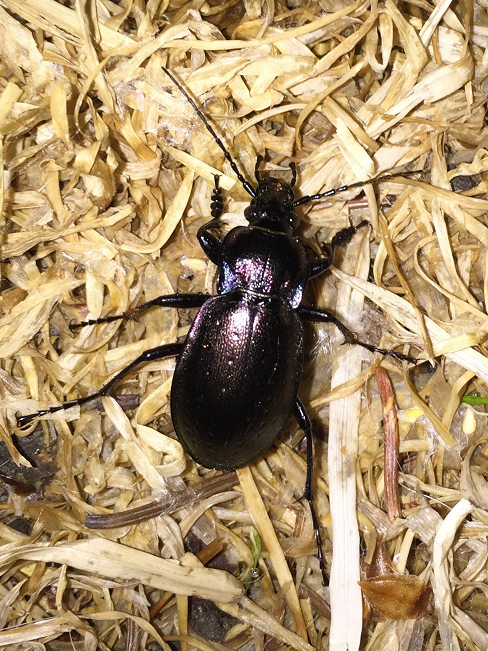 Ground Beetle