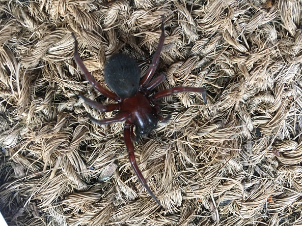 Hacklemesh/Lace weaver spider