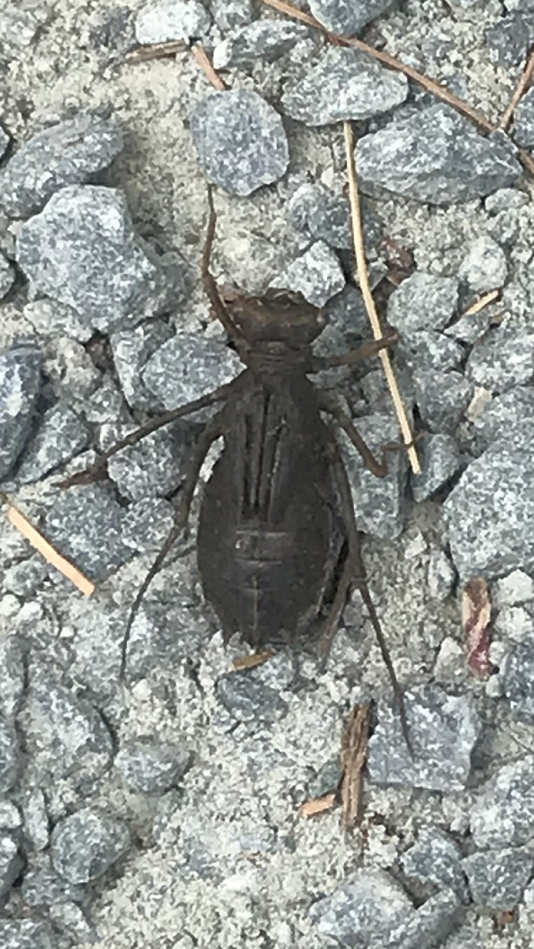 Dragonfly Nymph