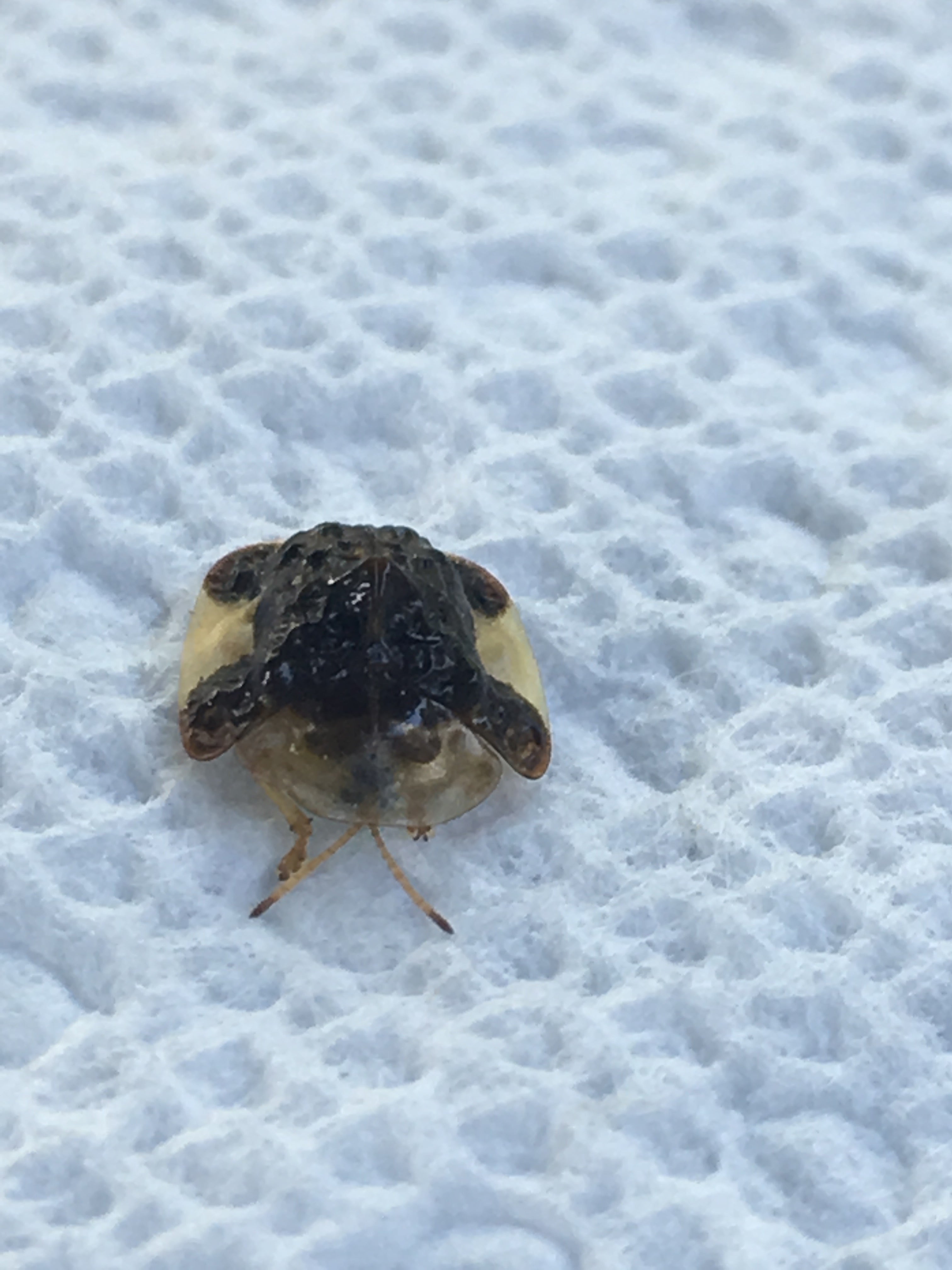 Tortoise Beetle