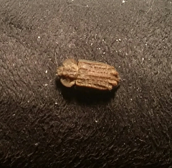 Bark-gnawing beetle