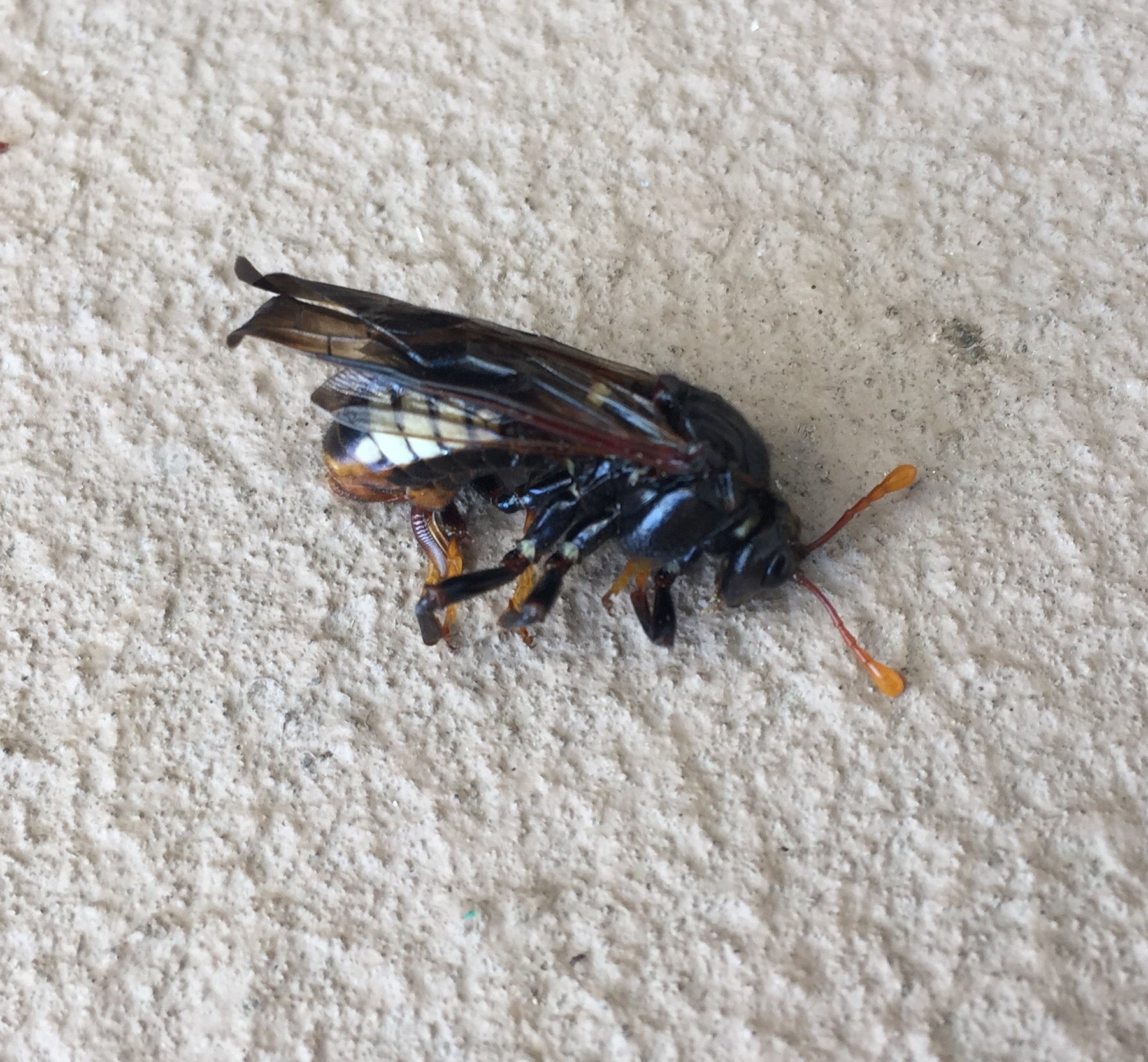 Elm Sawfly