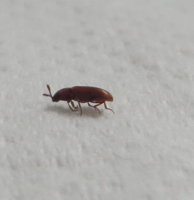 Foreign Grain Beetle