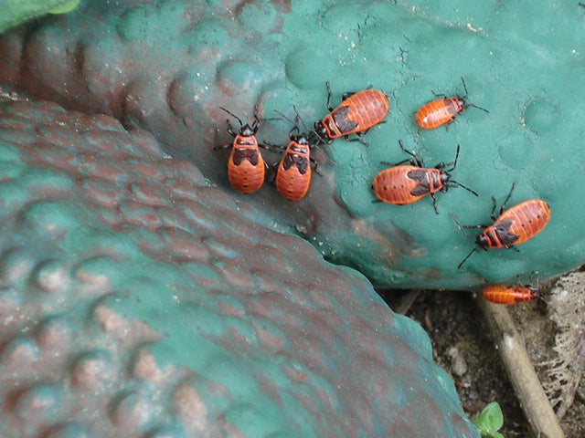 Milkweed Bug