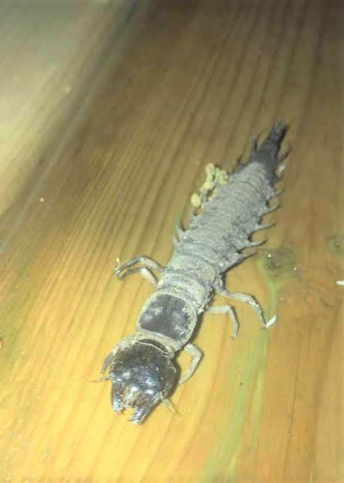 Hellgrammite