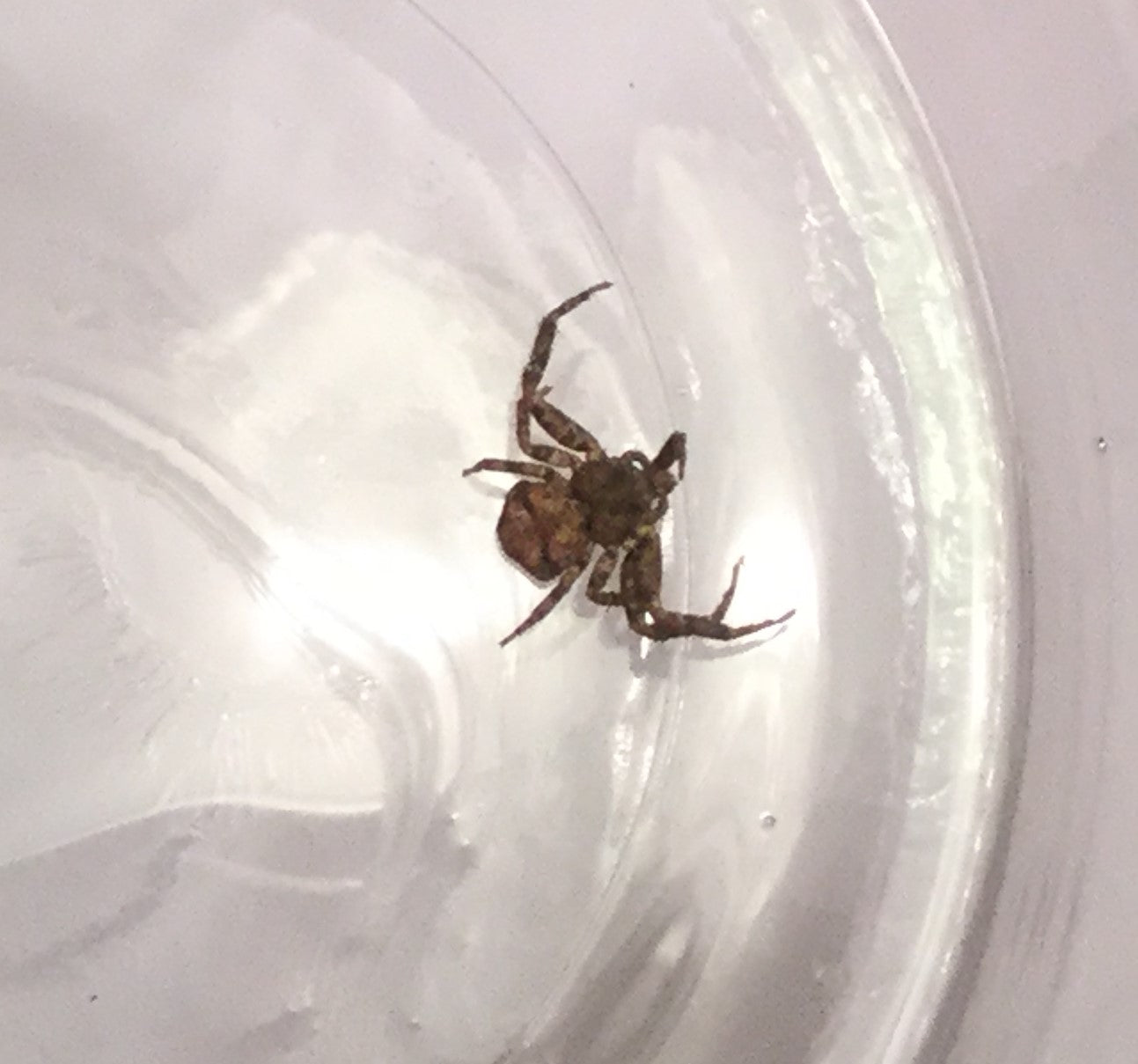 Crab Spider