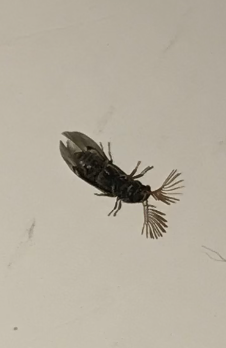 Death-Watch Beetle