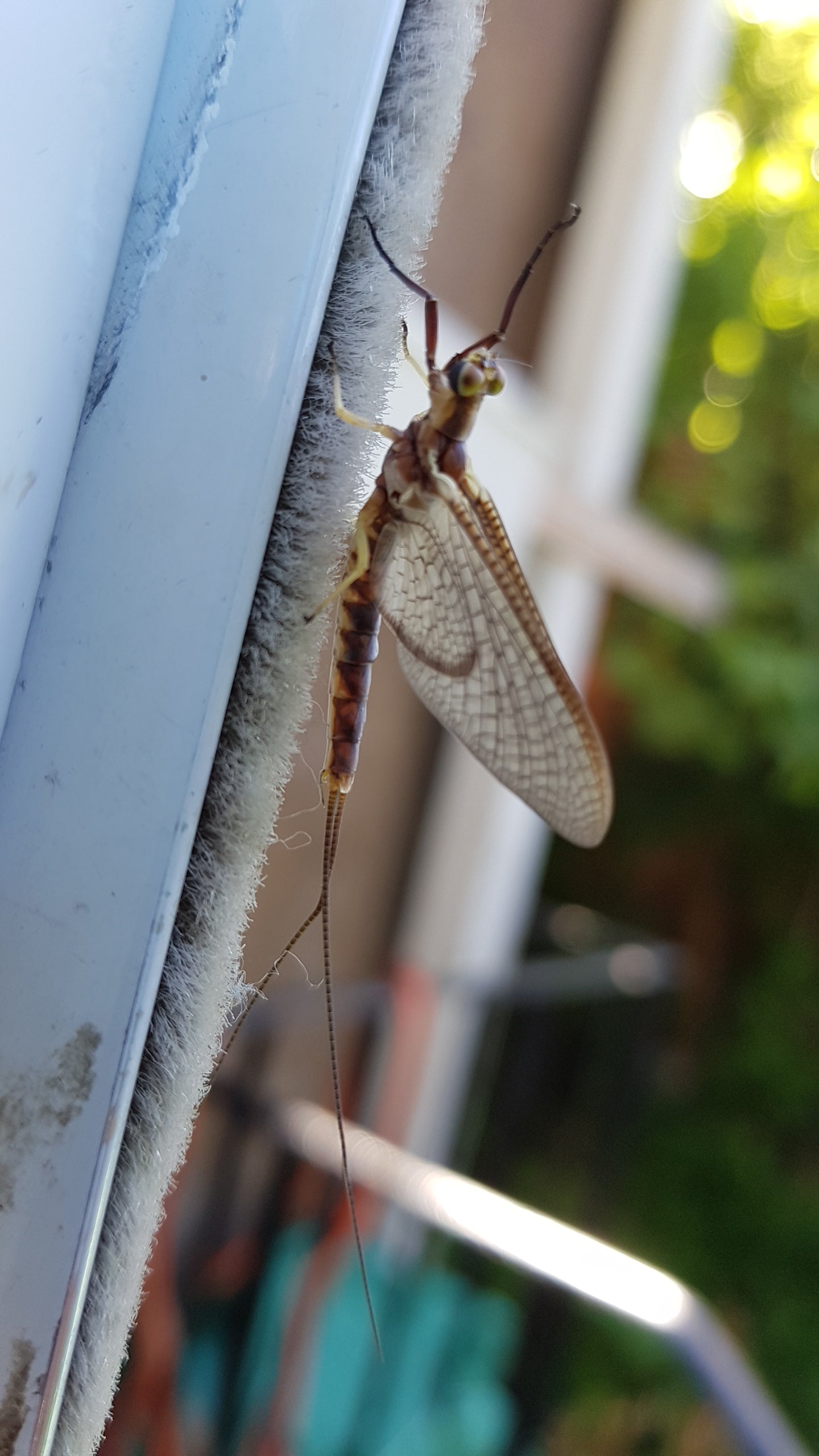 Mayfly