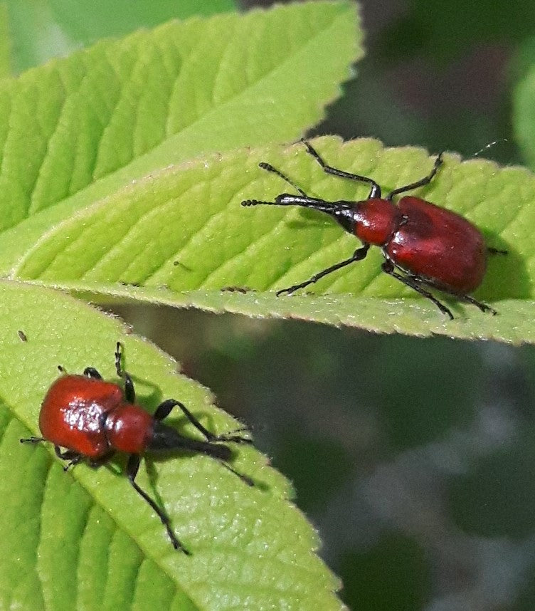 Rose Weevils
