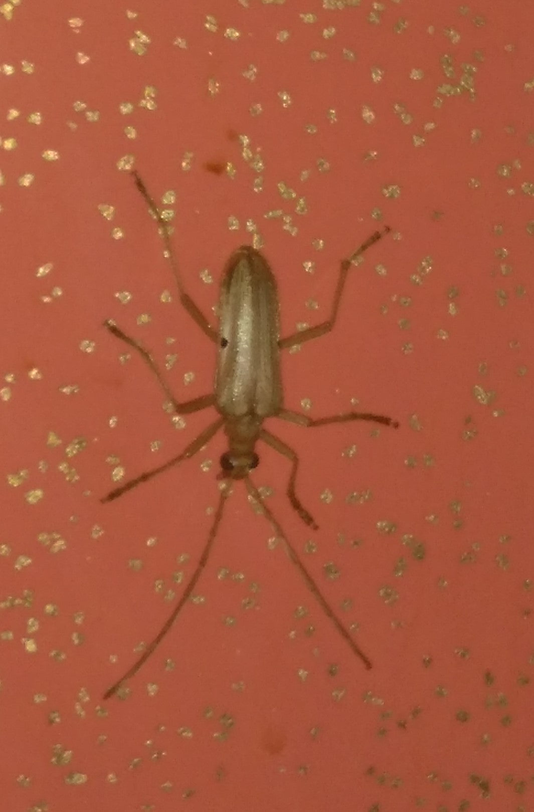 Long-horned Wood-boring beetle