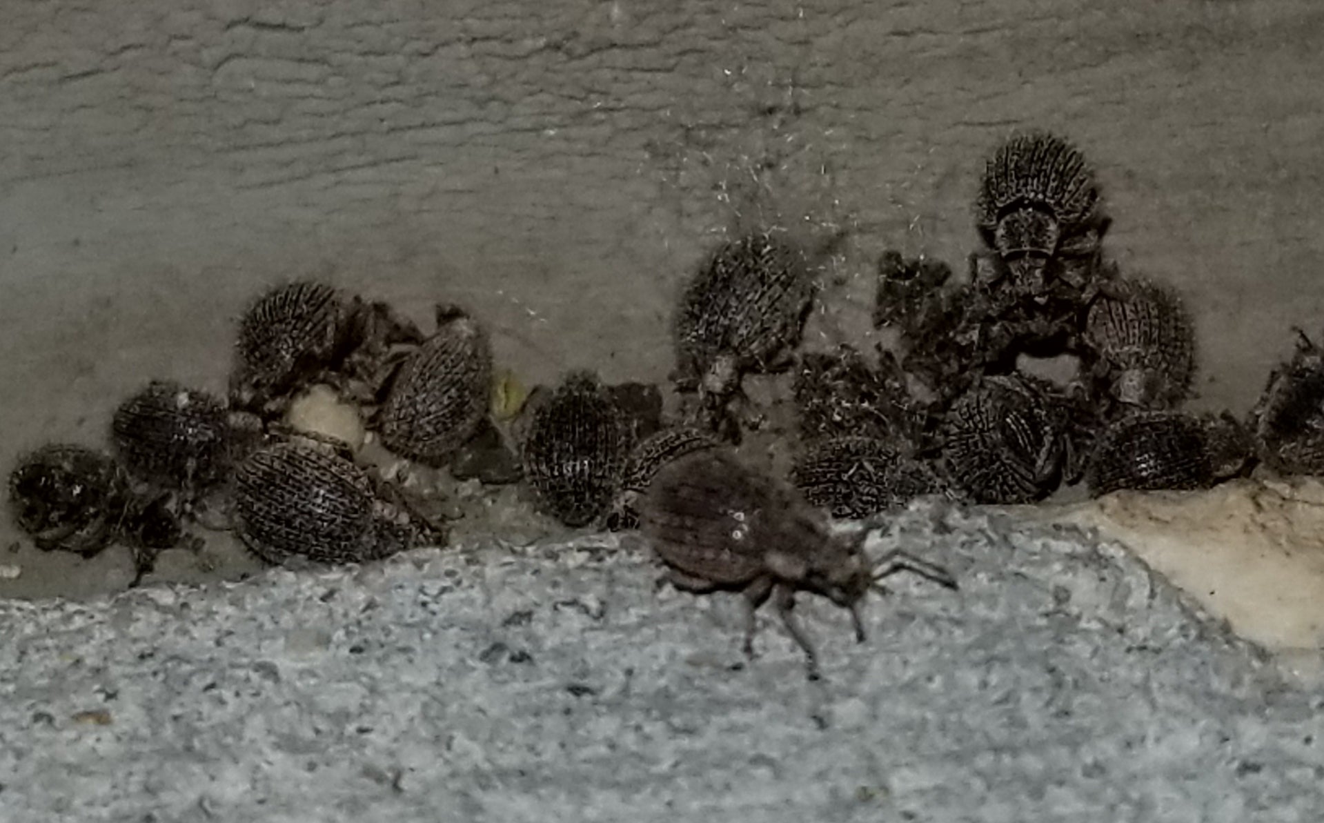 Broad-nosed/short-snouted weevils