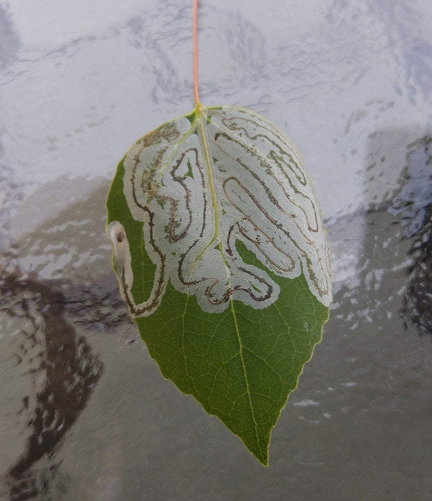 Aspen Serpentine leafminer