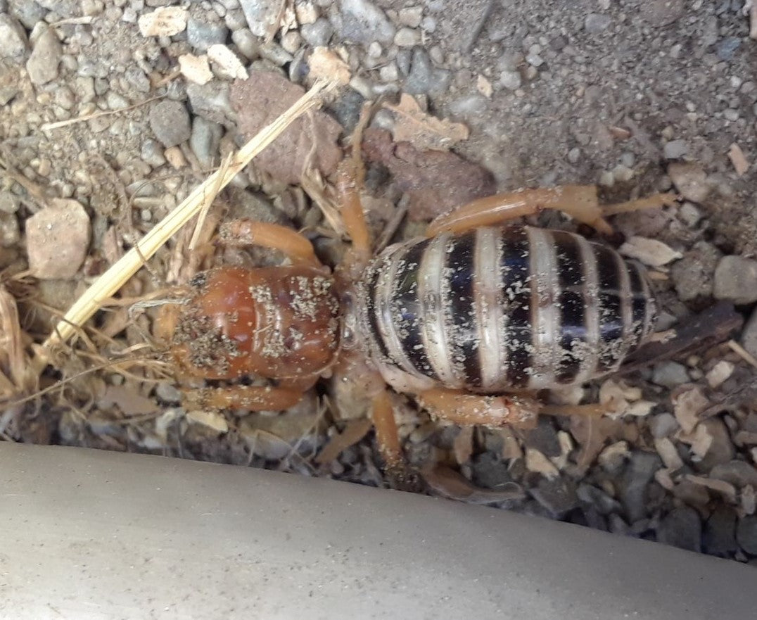 Jerusalem Cricket