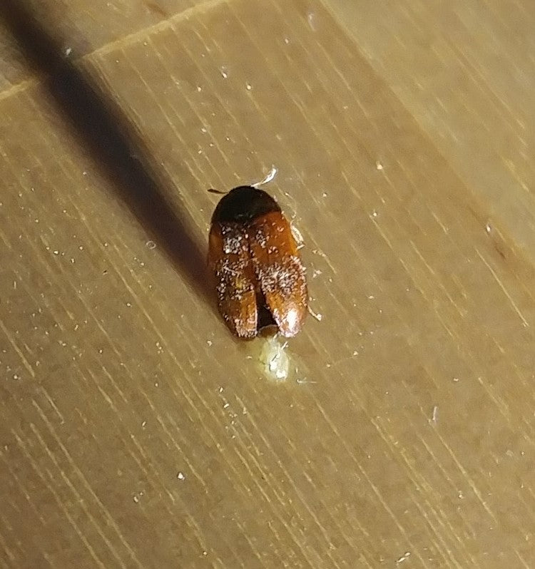 Cigarette Beetle or Black Carpet Beetle