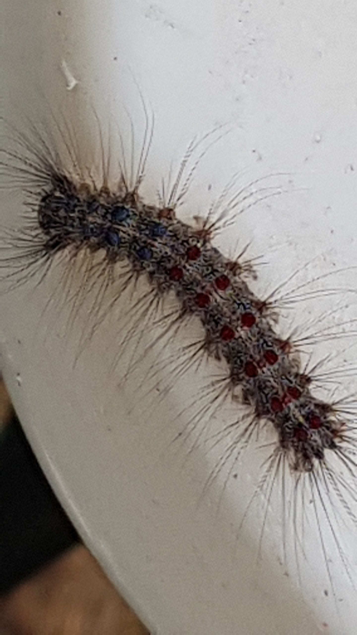 Caterpillar of a gypsy moth