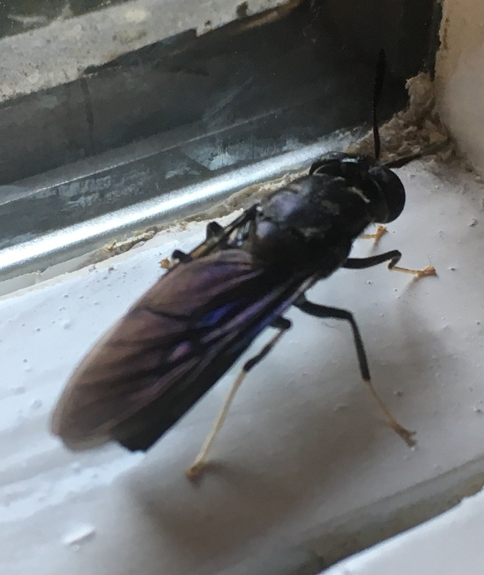 Black Soldier Fly