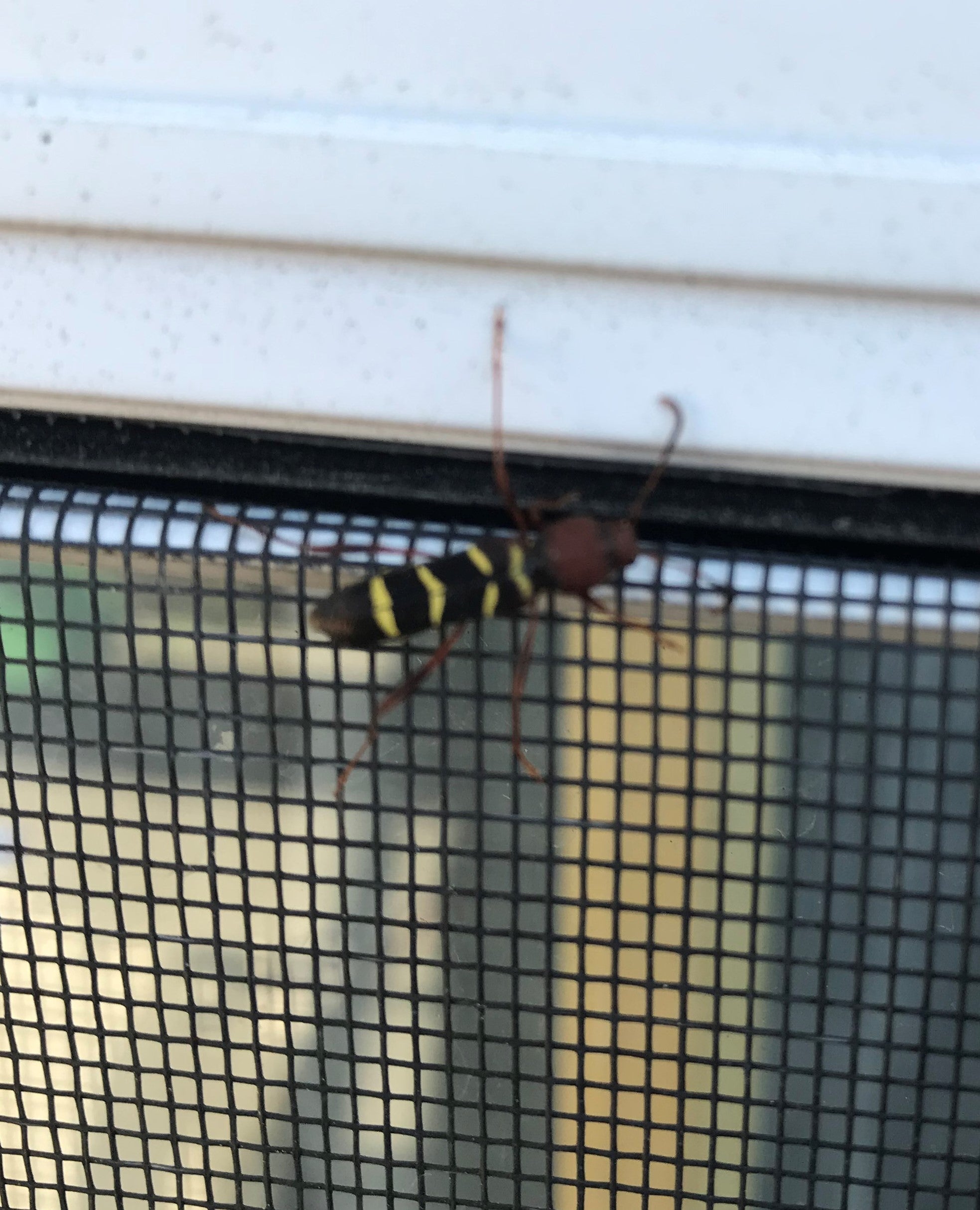 Red-headed Ash Borer