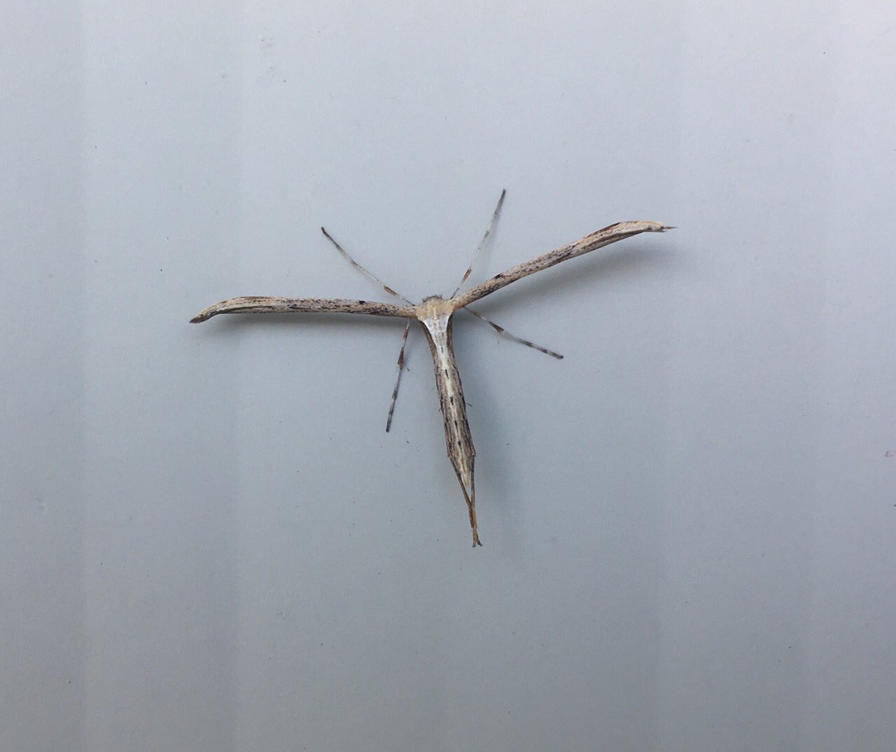 Plume Moth