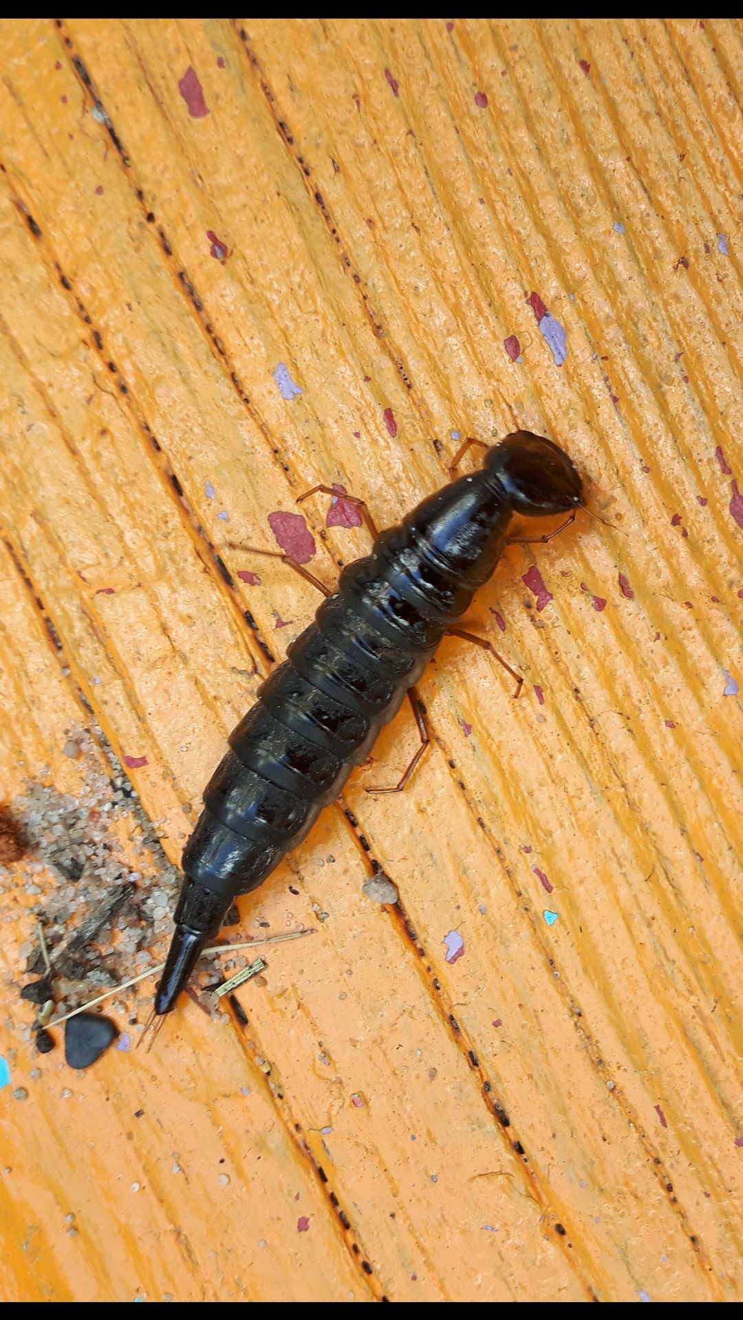 Rove beetle larva