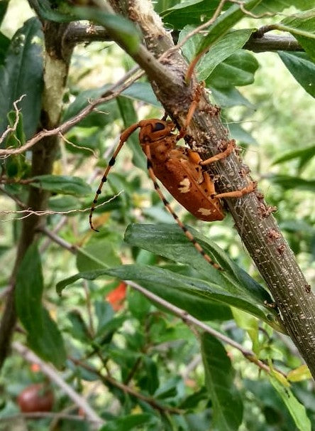 Long-horned Wood-boring beetle