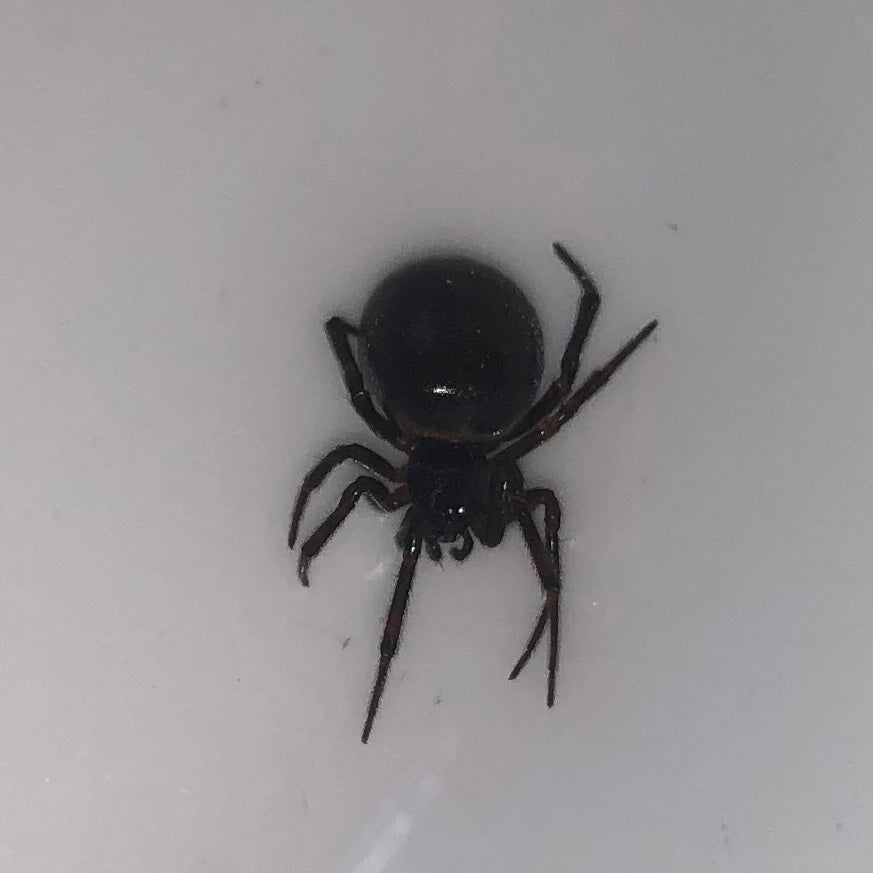 False widow