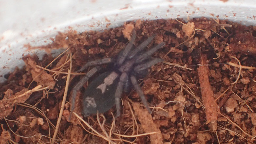 Eastern parson spider