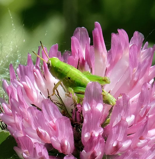 Nymph of a short-horned grasshopper