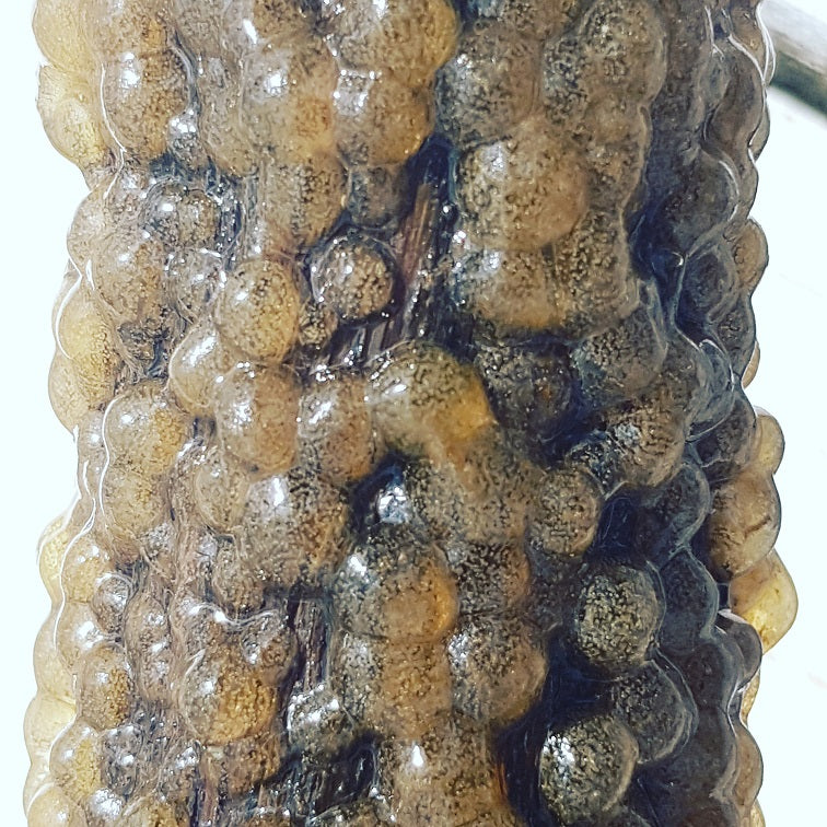 Colonial Freshwater Bryozoans
