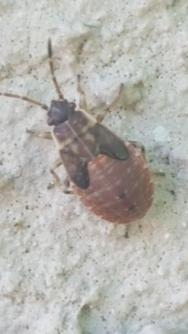 Nymph of an elm seed bug