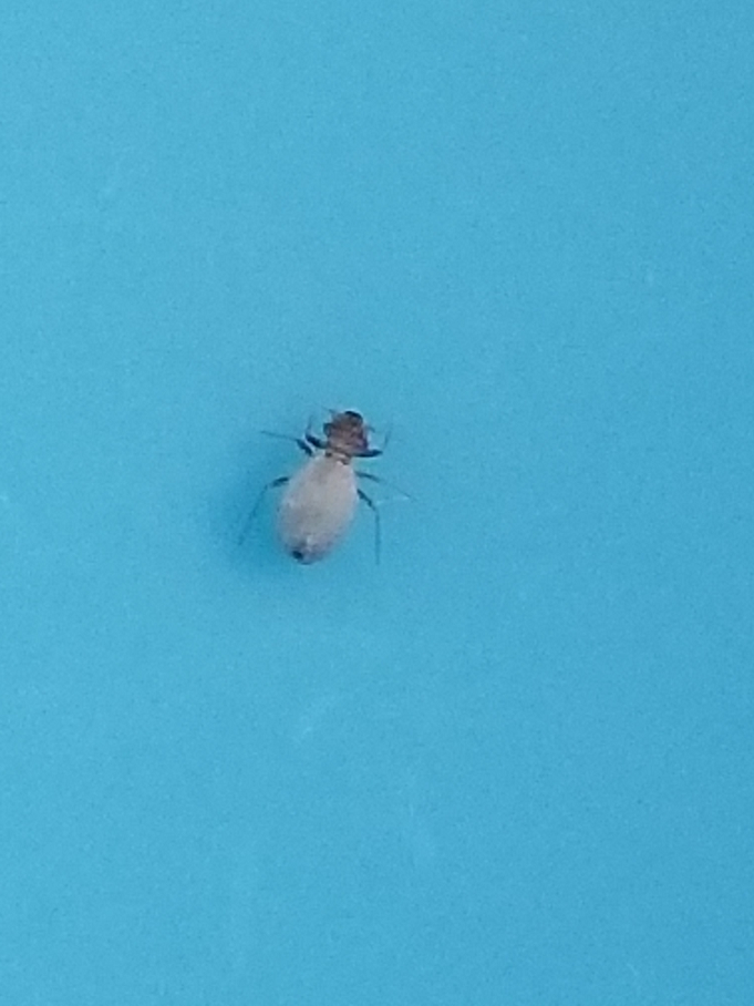 Booklouse