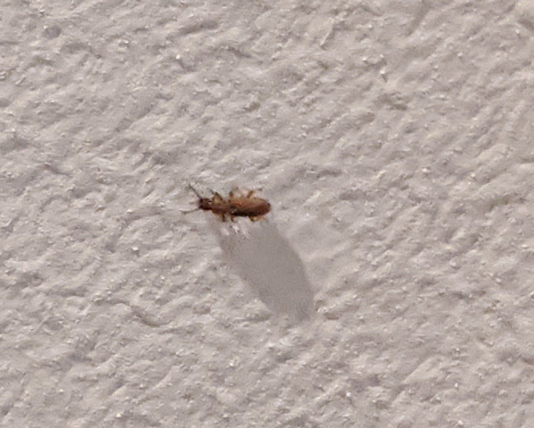 Grain beetle