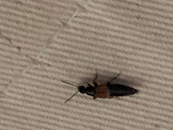 Rove beetle