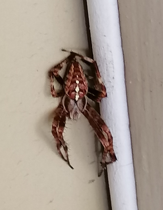 Cross orb weaver
