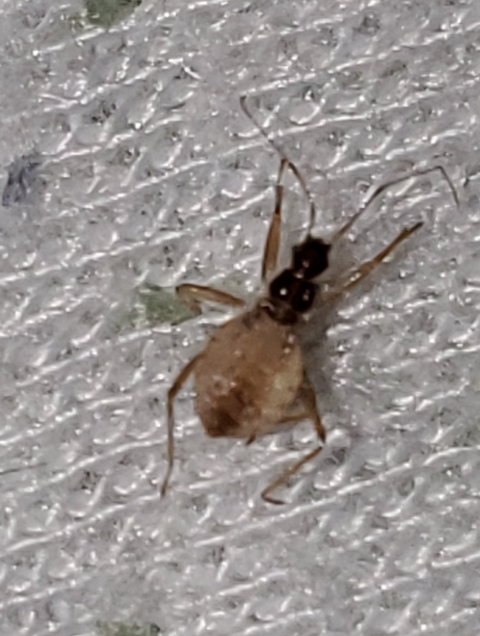 Nymph of an assassin bug