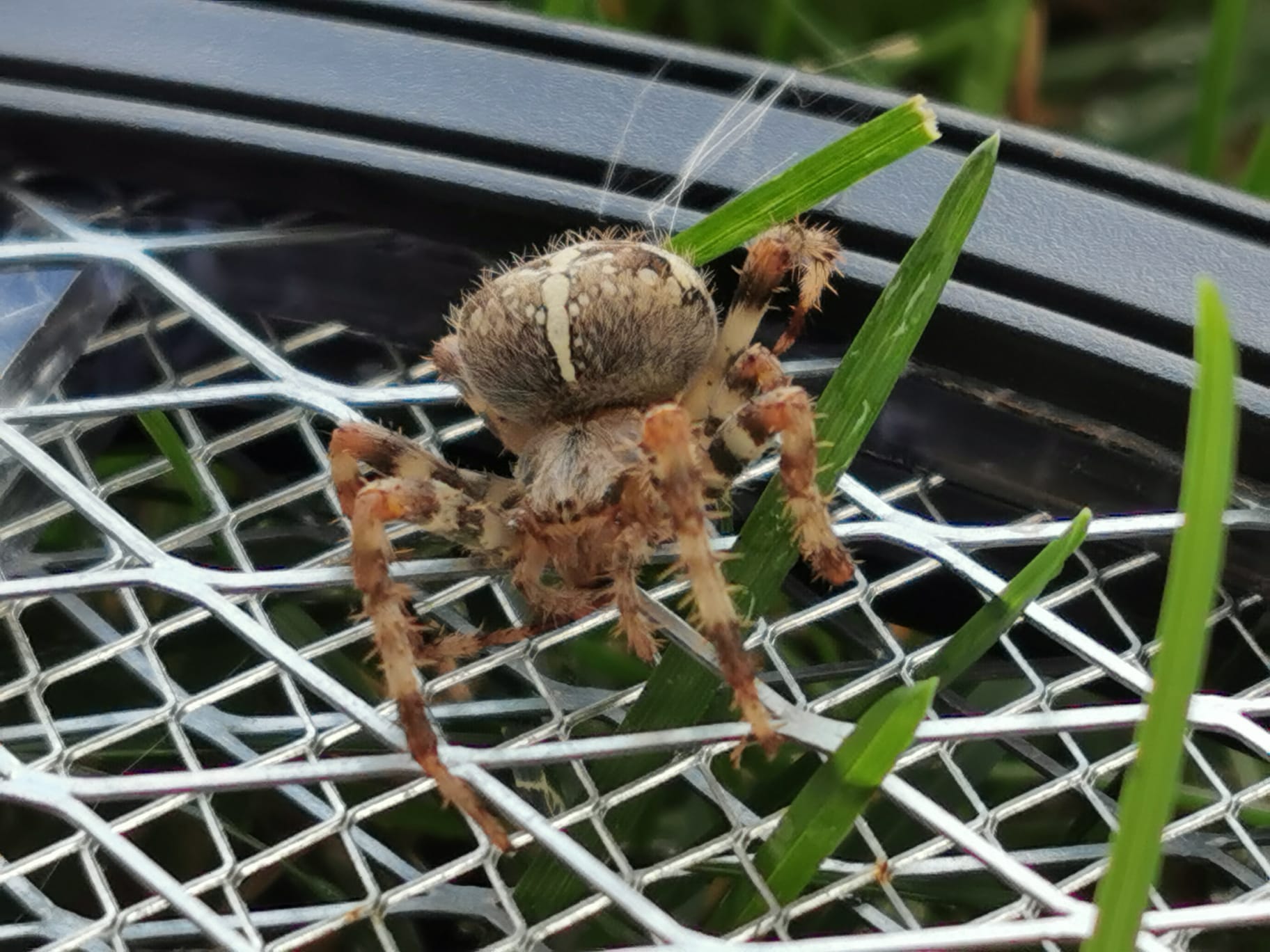 Orb weaving spider