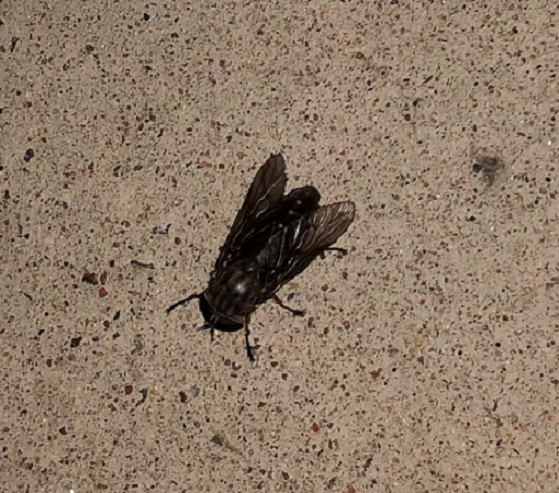 Horse fly
