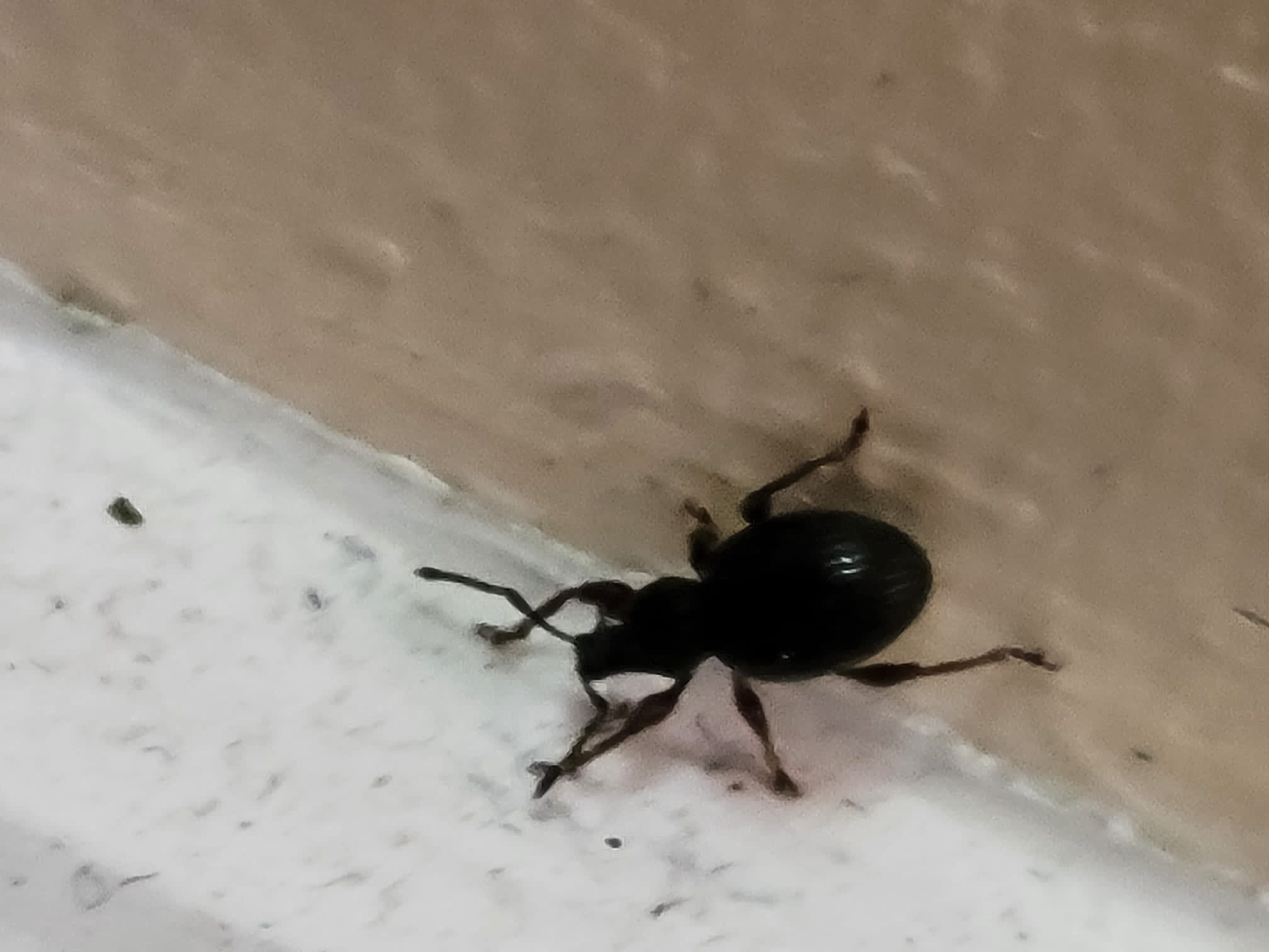 Broad-nosed/short-snouted weevil