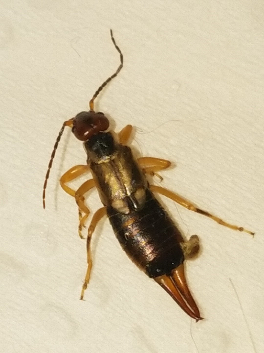 Earwig