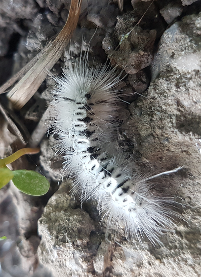 Hickory tussock moth caterpillar