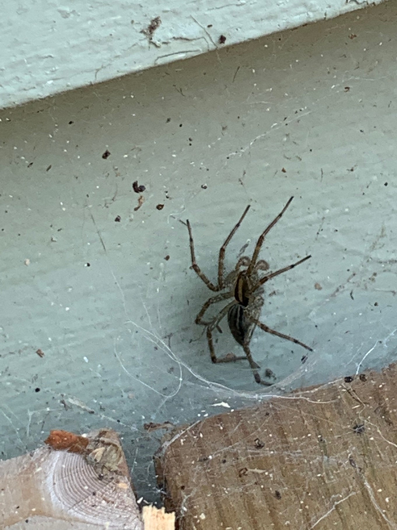 Grass/funnel web spider