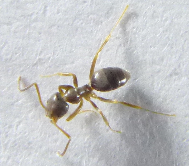 Odorous house ant