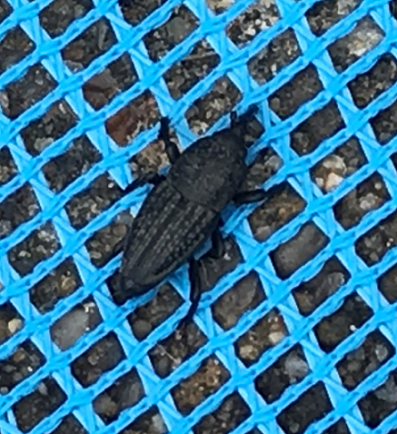 Weevil