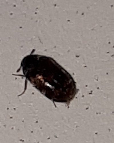 Carpet beetle