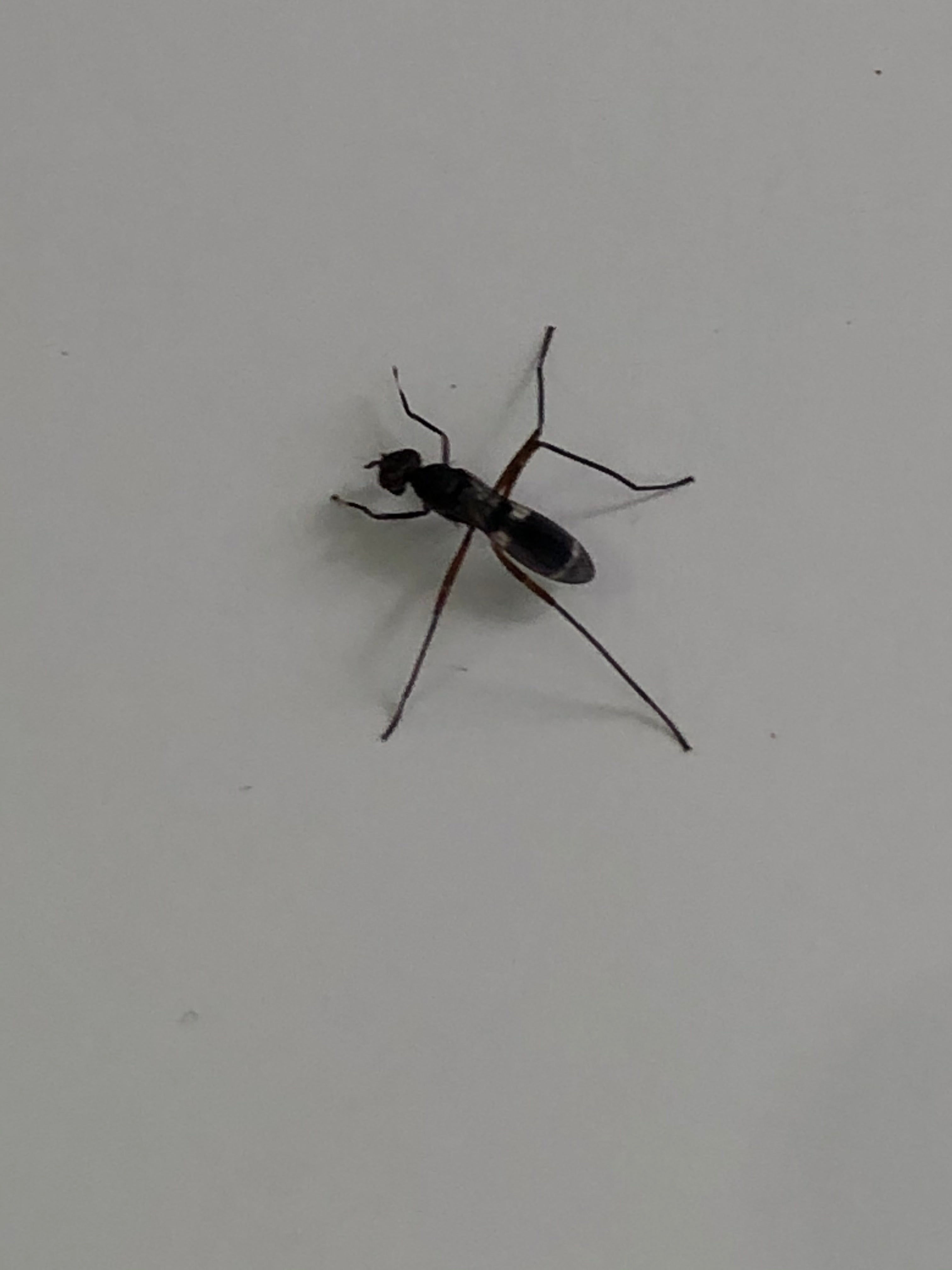 Stilt-legged fly