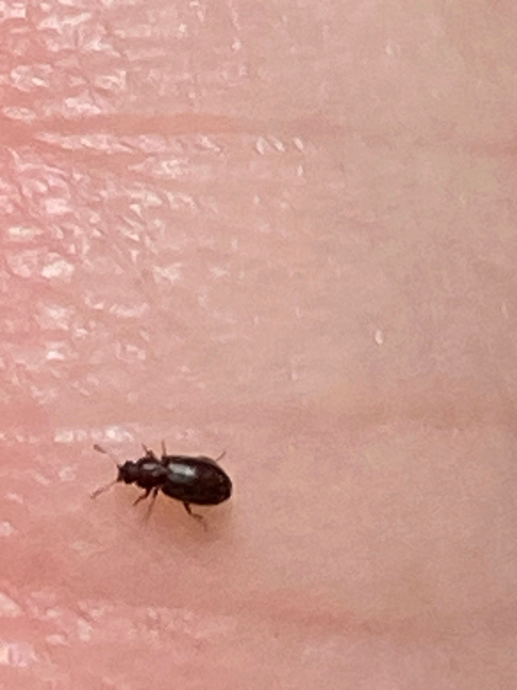 Brown scavenger beetle