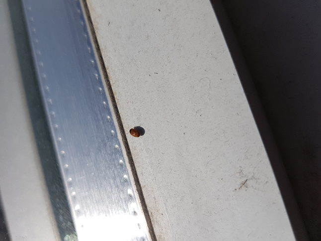 Carpet beetle