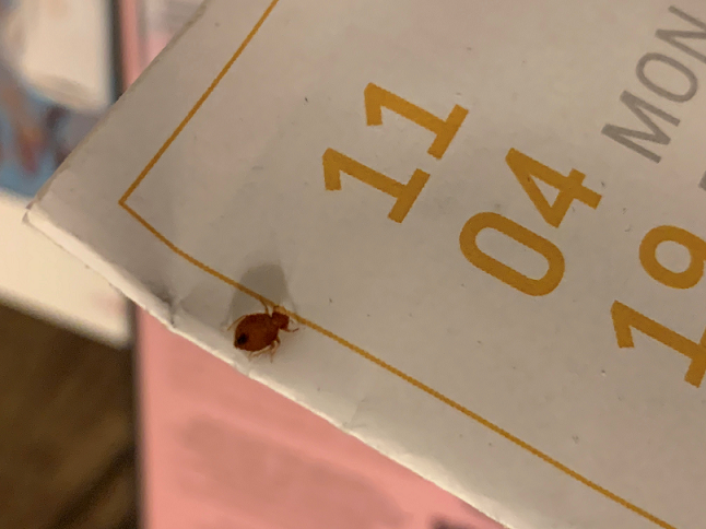 Bed bug