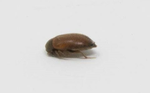 Carpet beetle