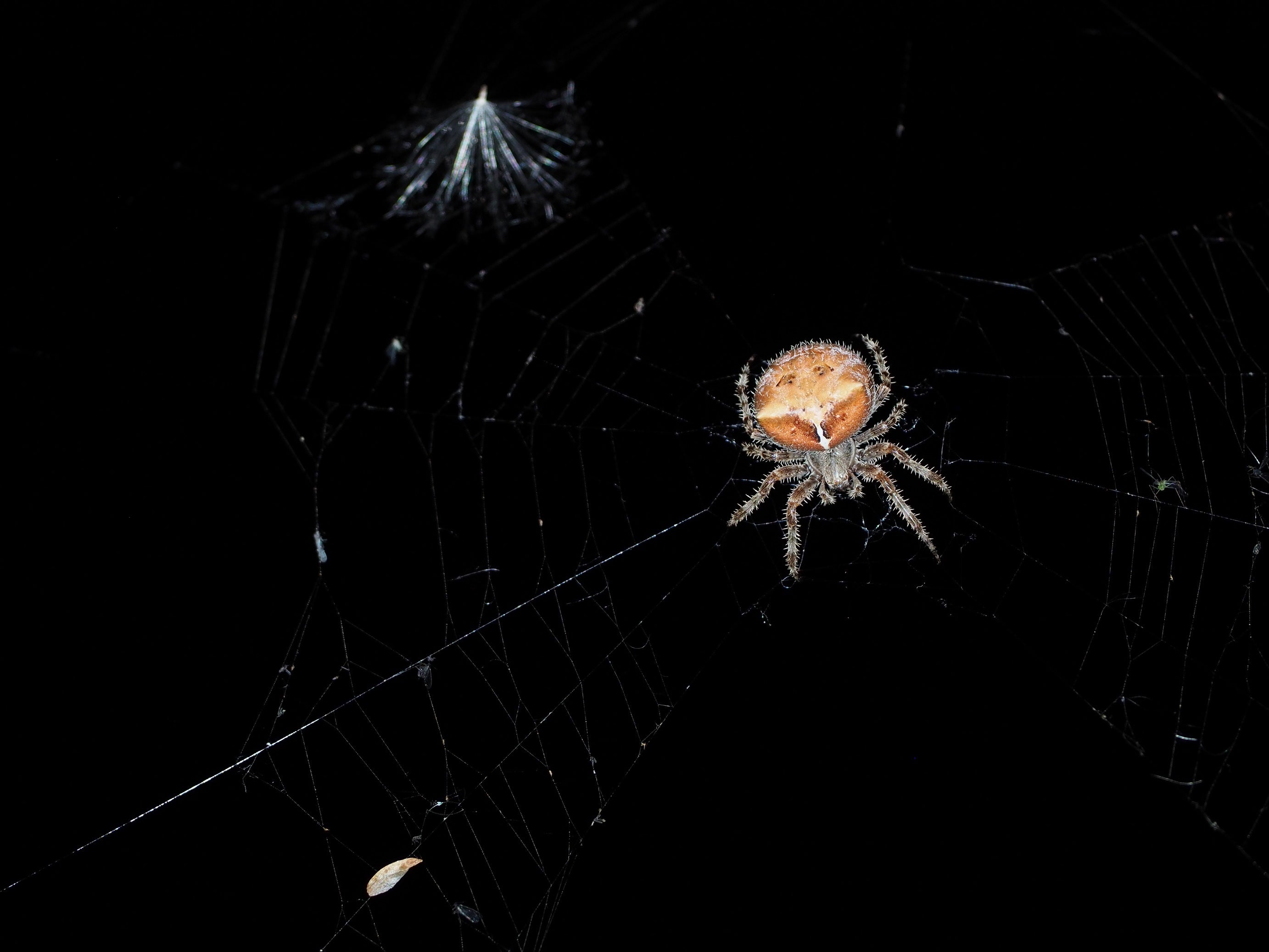 Cat-faced spider