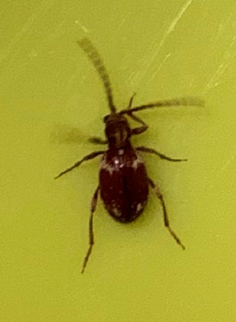 Whitemarked spider beetle